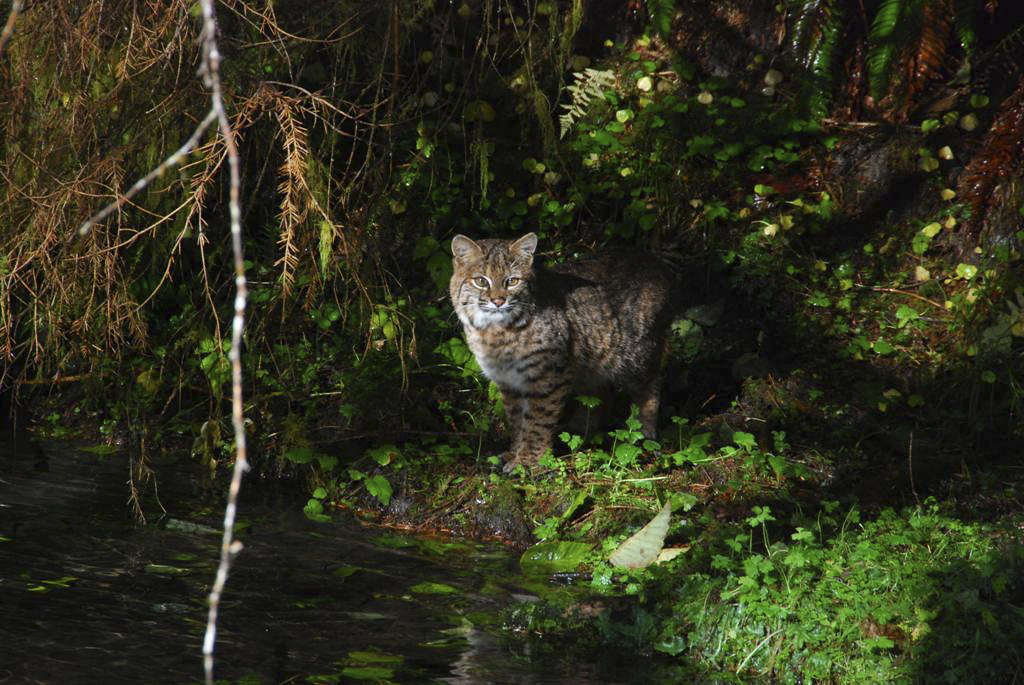 Pacific Northwest Forests: Sustaining Wildlife, People And The Planet ...